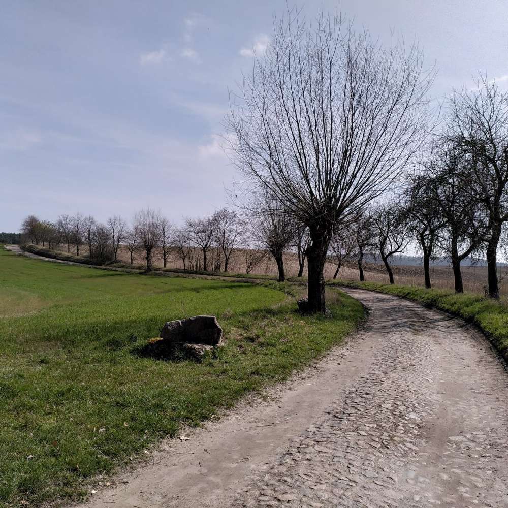 Hundetreffen-Social Walk in Pankow-Profilbild