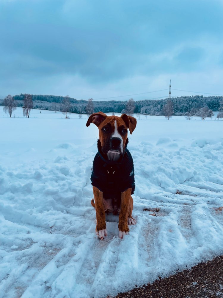 Hundetreffen-Welpentreffen/ Spielen/Spaß/Sozialisierung-Profilbild