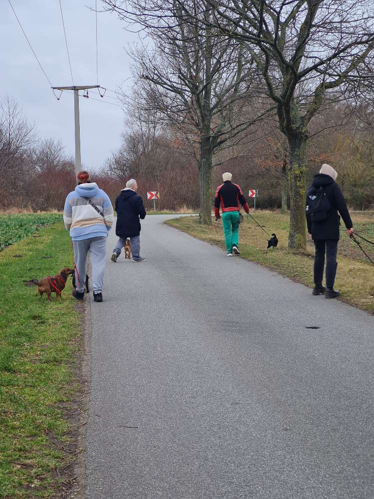 Hundetreffen-Social walk in Stralsund-Profilbild