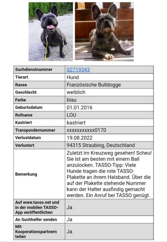 Hund Lou wird in Straubing vermisst! Dogorama App