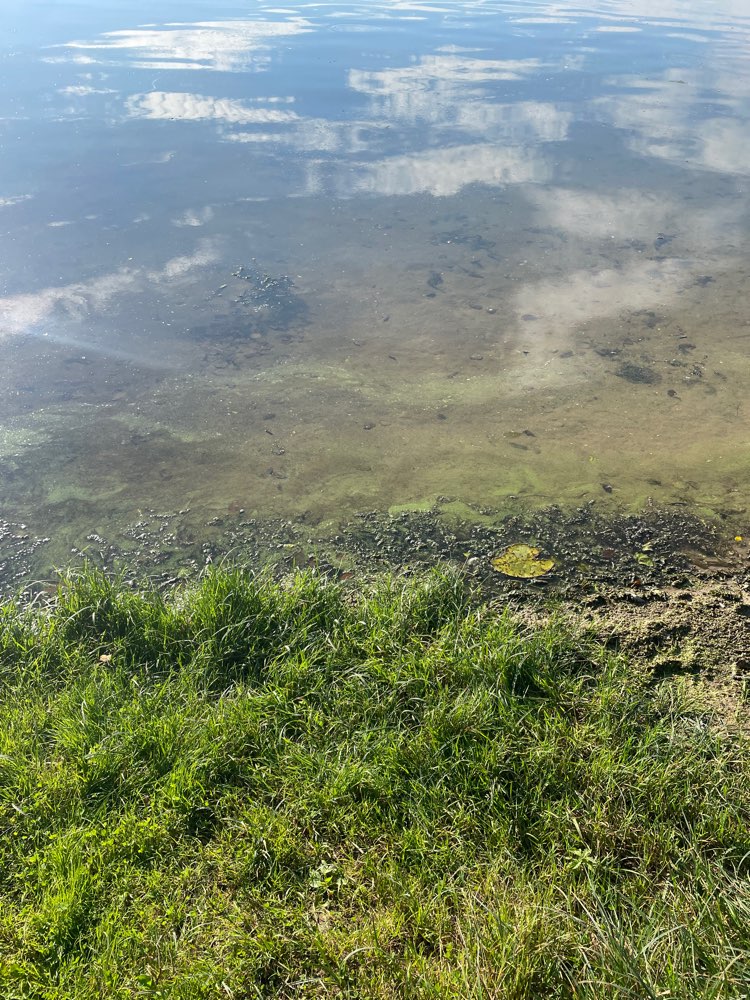 Giftköder-Verdacht auf Blaualgen-Profilbild