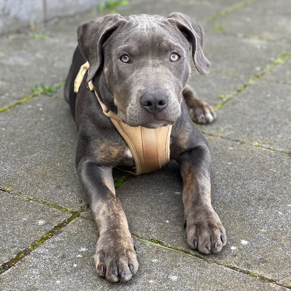 Hundetreffen-Gassi- und Spielkameraden gesucht-Profilbild