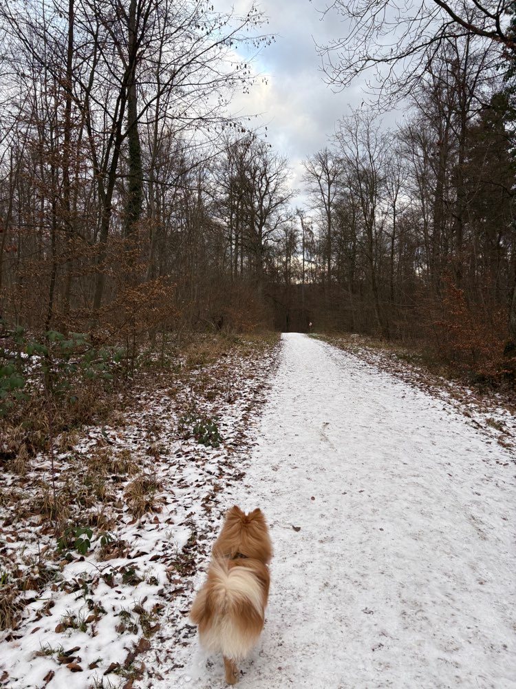 Hundetreffen-Playdate/ gemeinsame Gassi Runde-Profilbild