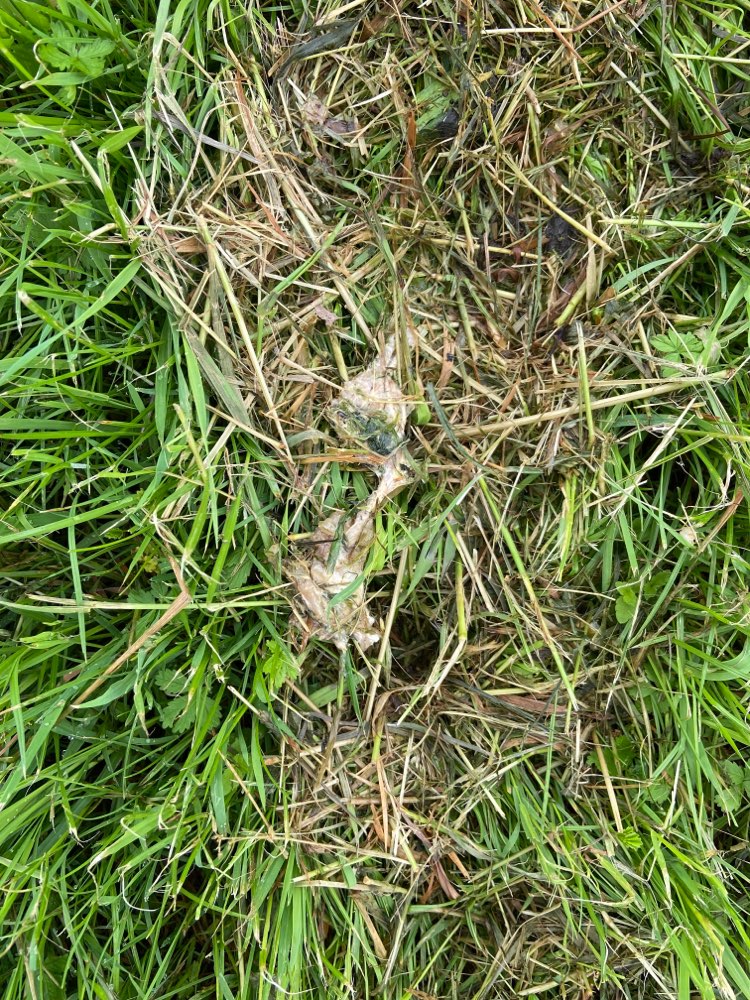 Giftköder-Evtl. Giftköder-Profilbild