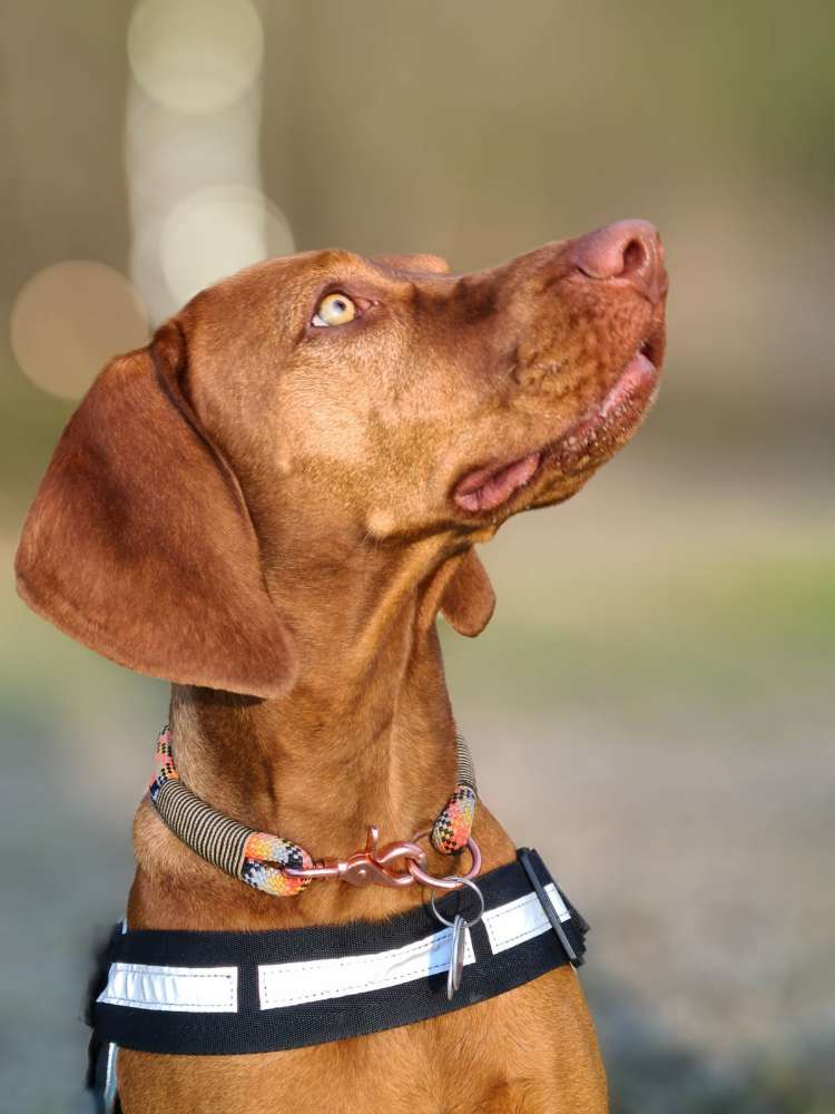 Hundetreffen-Spielkamerad gesucht.-Profilbild