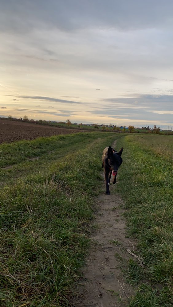 Hundetreffen-Gassirunde inklusive spielen-Profilbild