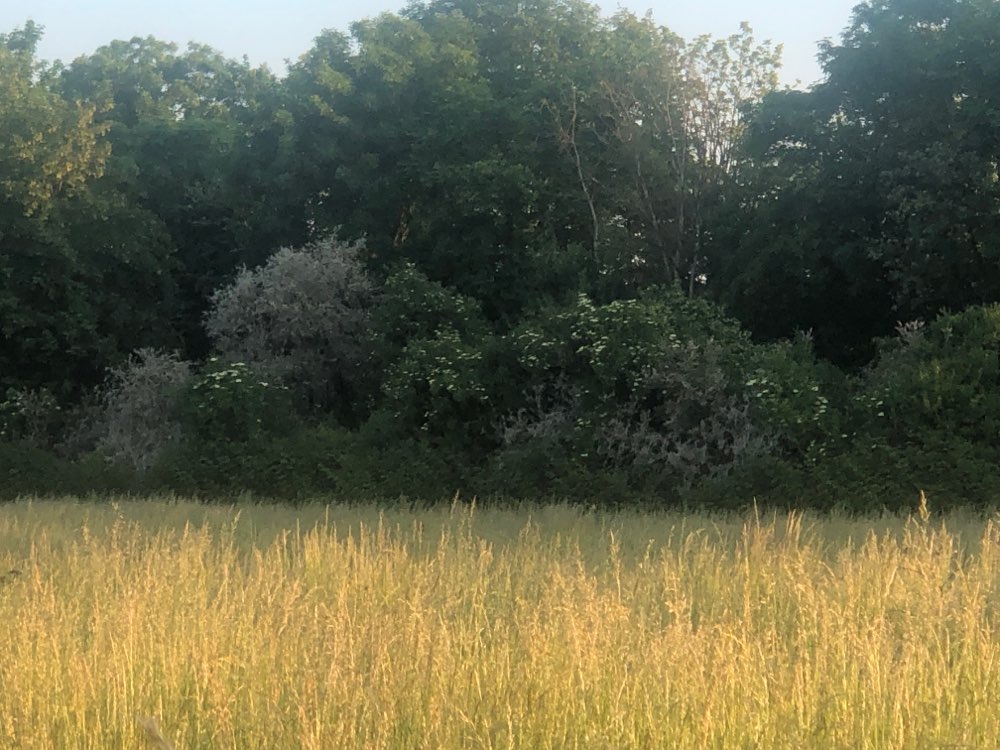 Giftköder-Eichenprozessionsspinner-Profilbild