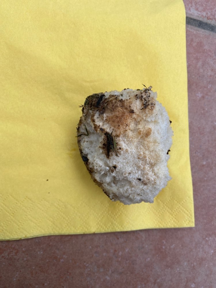 Giftköder-Brötchen im Garten-Profilbild