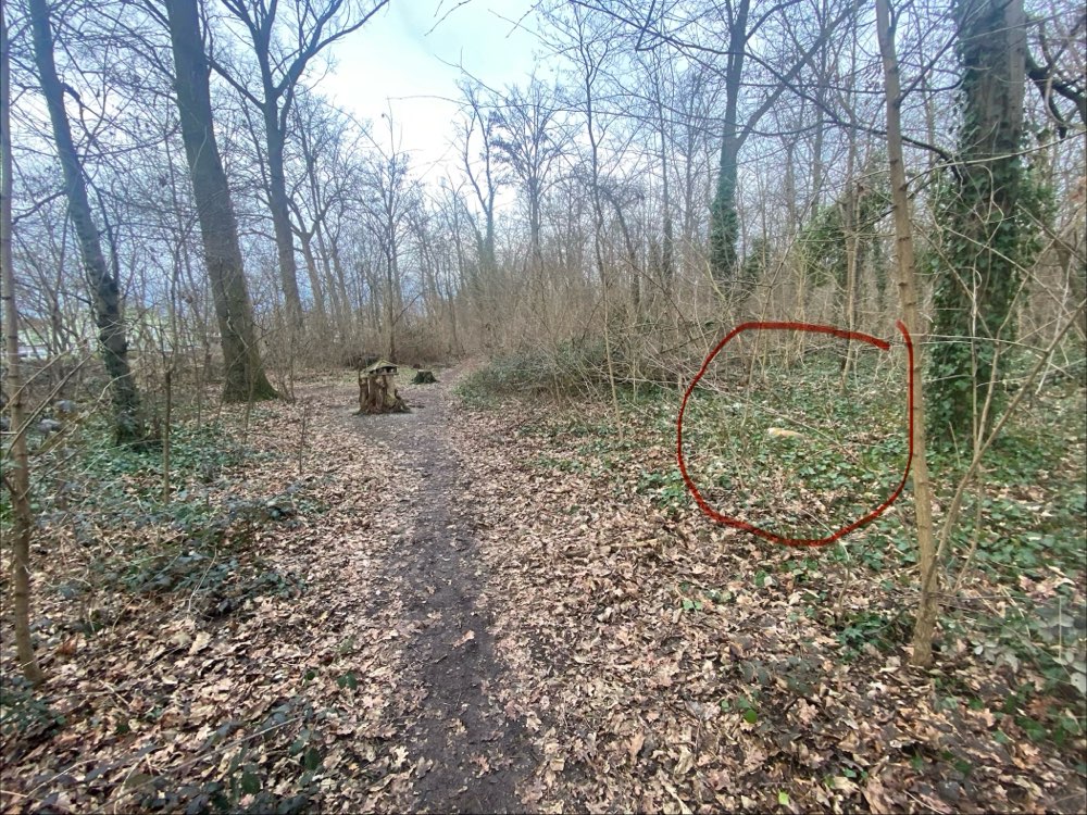 Giftköder-Toter Fuchs-Profilbild