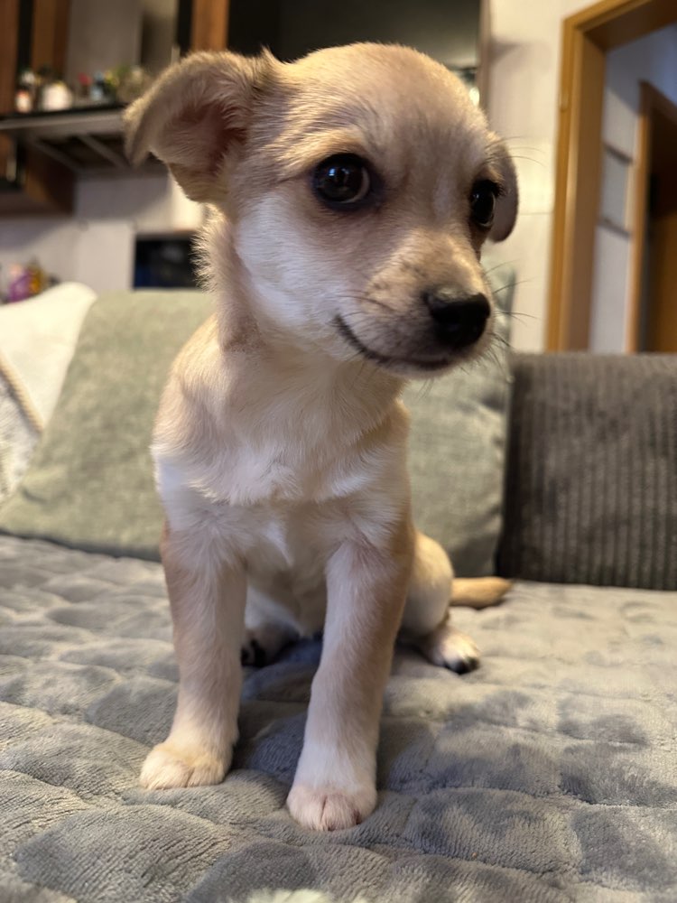 Hundetreffen-Welpentreff-Profilbild