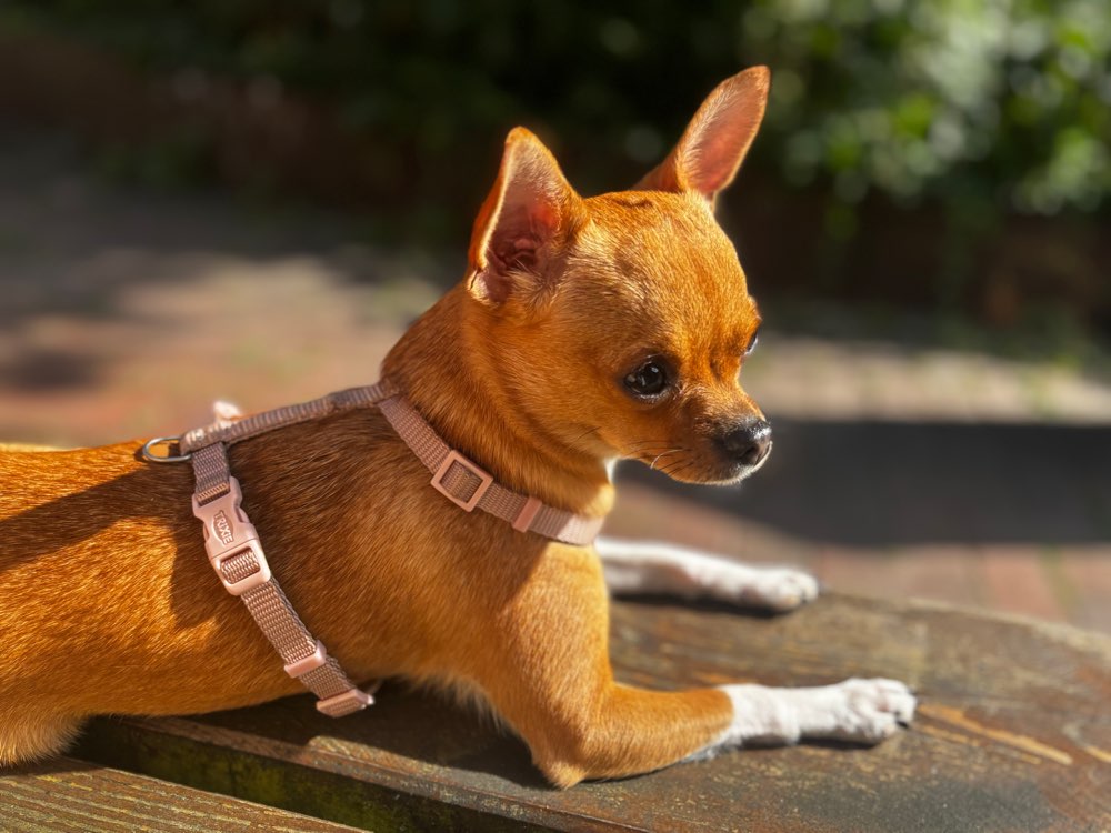 Hundetreffen-Klein Hunde Treff 🐾 in Harburg 💕-Profilbild