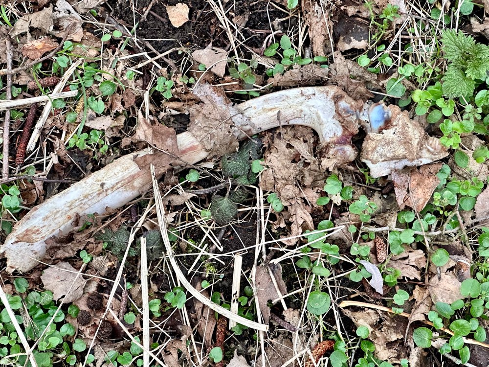 Giftköder-Knochen gefunden-Profilbild