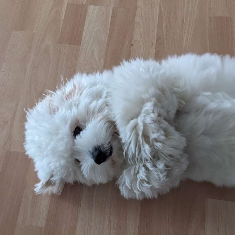 Hundetreffen-Spielen und Gassigehen-Profilbild