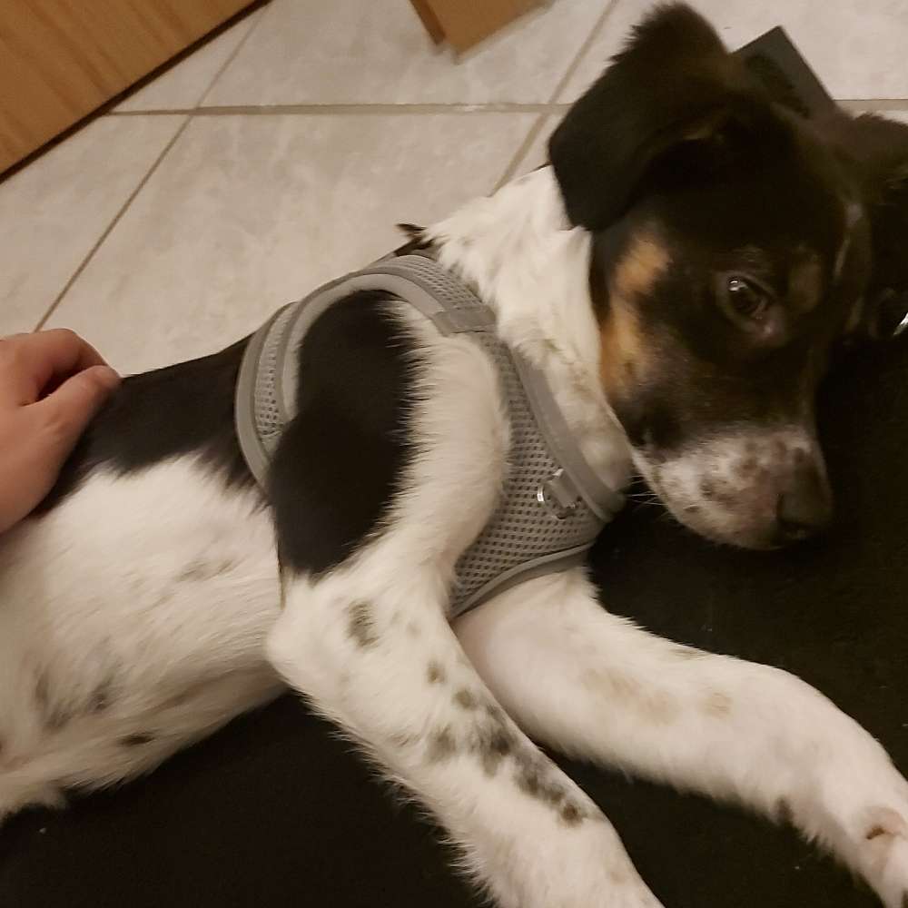 Hundetreffen-Treffen/Spaziergang-Profilbild