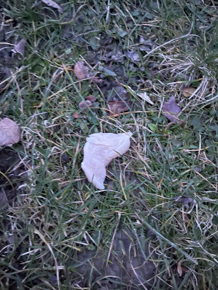 Giftköder-Hähnchenfleisch-Stücke verteilt-Profilbild