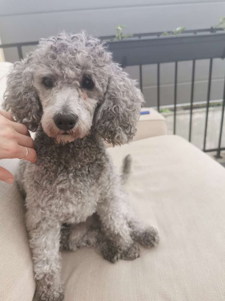 Hundetreffen-Spieltreffen-Profilbild