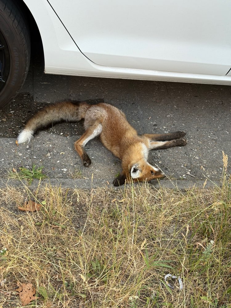 Giftköder-Totes Fuchsjunges-Profilbild