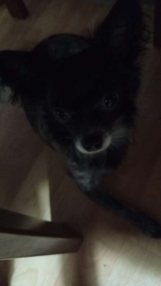 Hundetreffen-Gassi und Spielgruppe Augsburg Oberhausen-Profilbild