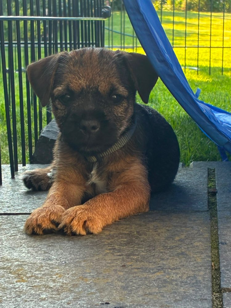 Hundetreffen-Welpen treffen , kleine Rassen , 30.04.geb.-Profilbild