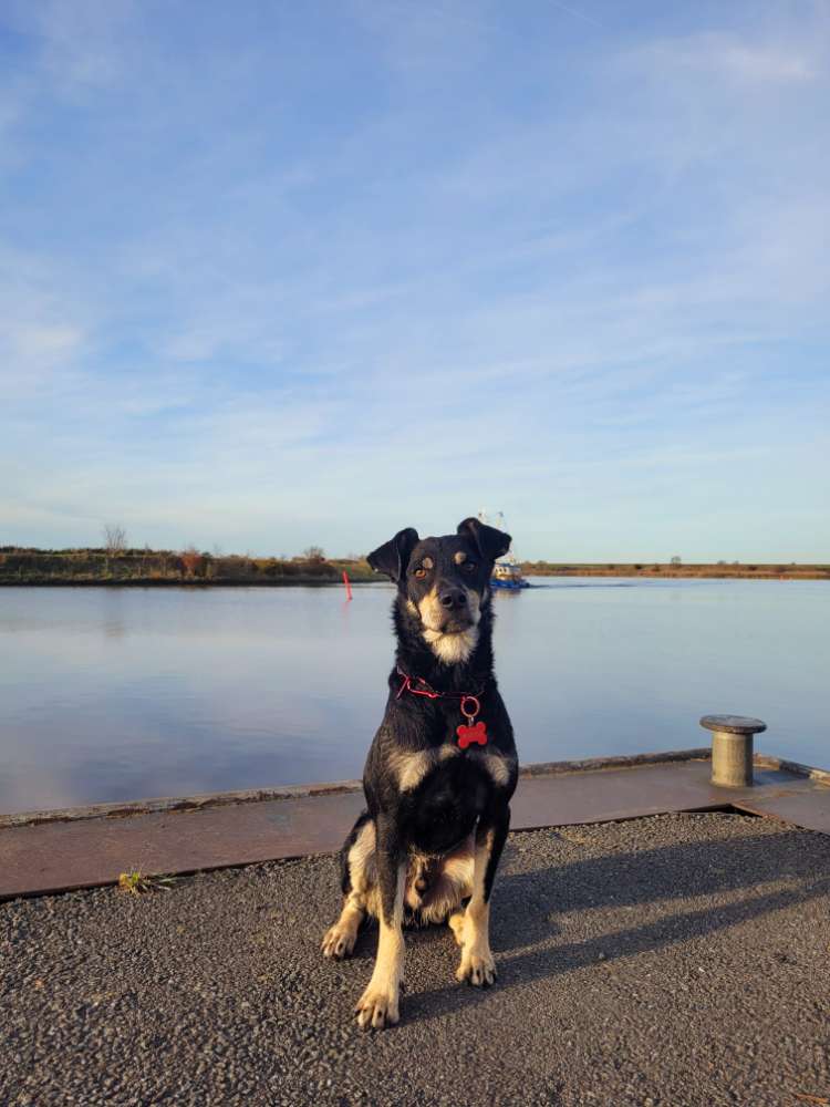 Hundetreffen-Gassi-Spieltreff-Profilbild