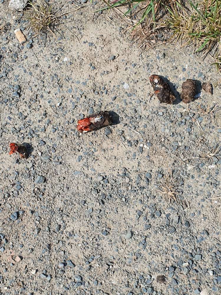 Giftköder-Weisses Pulver auf Hundekot-Profilbild