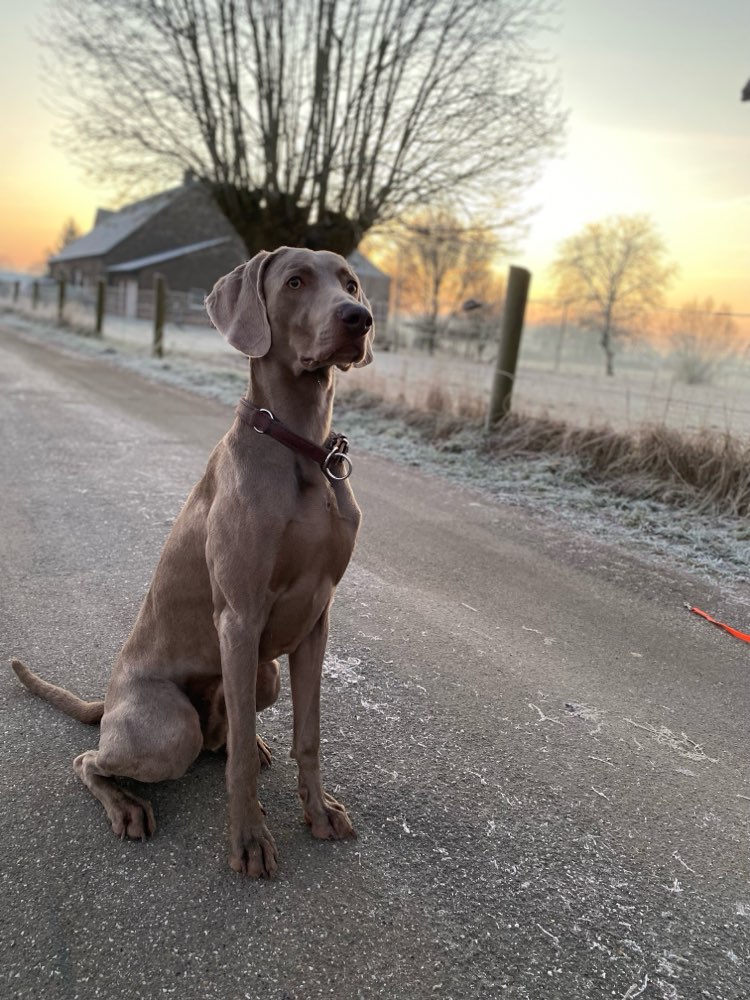 Hundetreffen-Spieltreffen-Profilbild