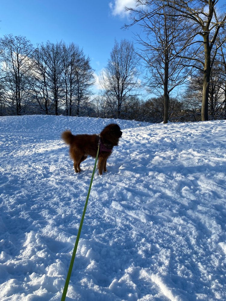 Hundetreffen-Spazieren gehen mit dem Hund-Profilbild