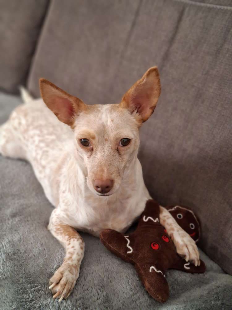 Hundetreffen-Spazieren gehen mit Hund im Hoetgerpark oder Phönixsee-Profilbild