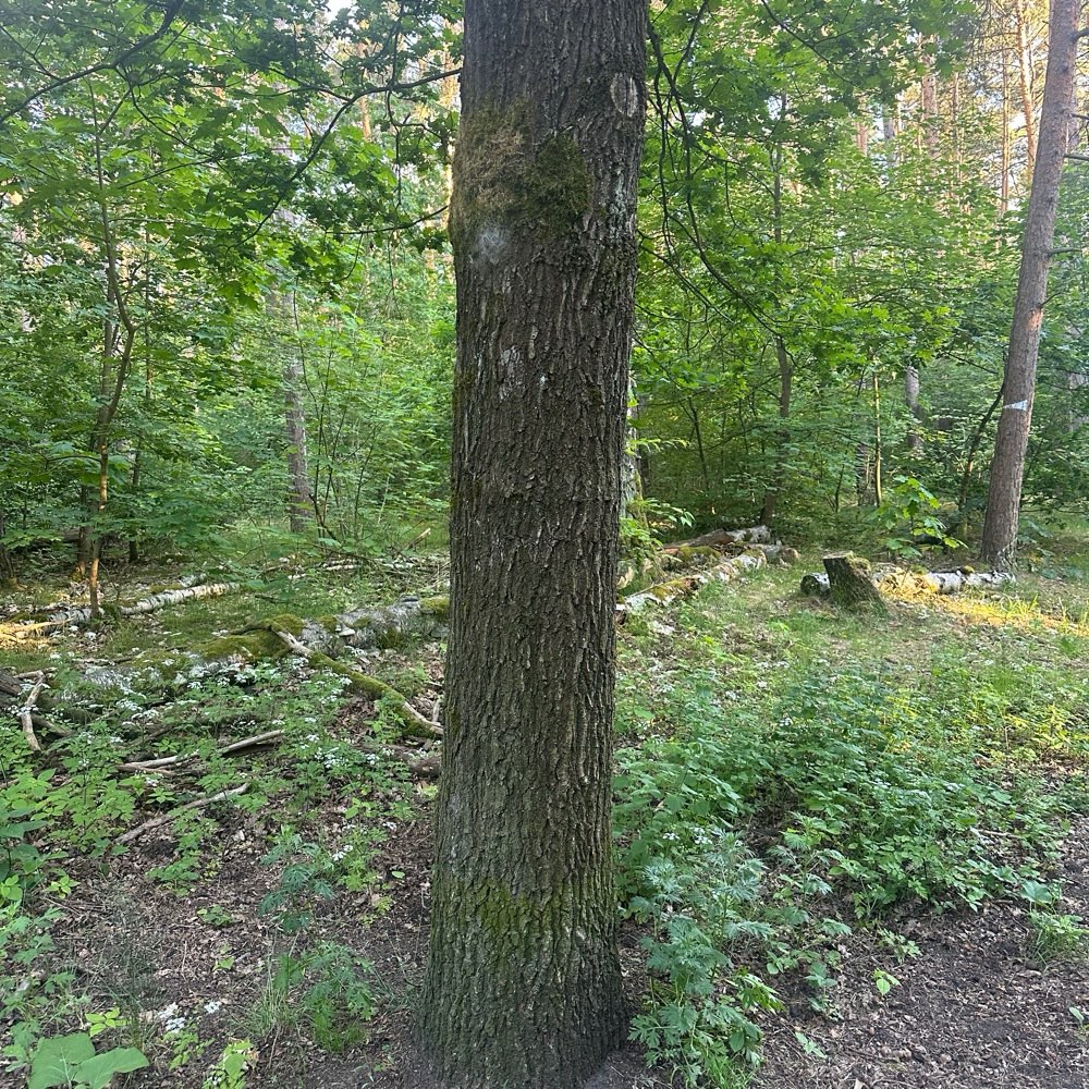 Giftköder-Eichenprozessionsspinner-Profilbild