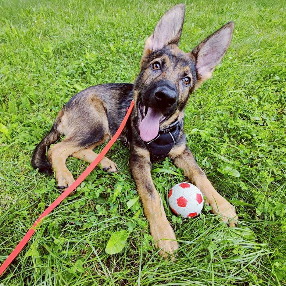 Hundetreffen-Playdate for puppies-Profilbild
