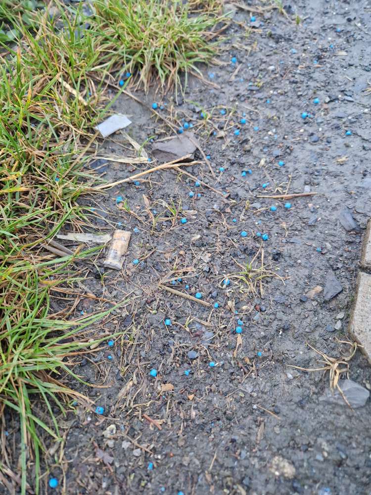 Giftköder-Blaue Kügelchen gesichtet-Profilbild