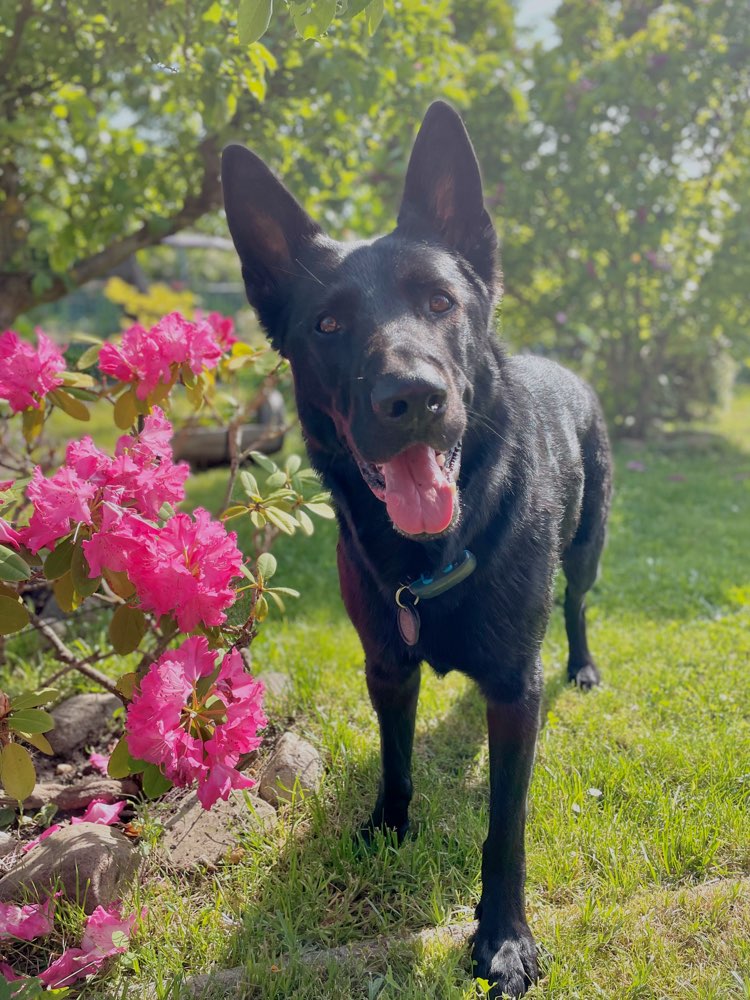 Hundetreffen-Gassi- und Spielkameraden gesucht-Profilbild