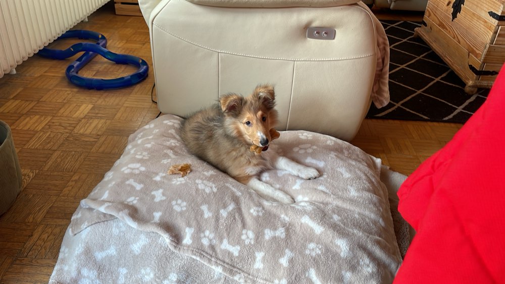 Hundetreffen-Gassi Runde und Spielen-Profilbild