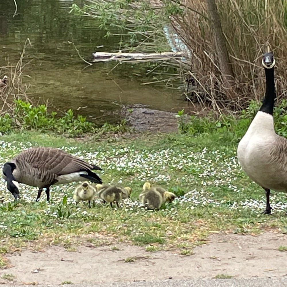 Giftköder-Aggressive Gänse im Bürgerpark-Profilbild