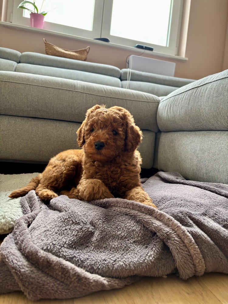 Hundetreffen-Welpen Junghunde Spaziergang-Profilbild