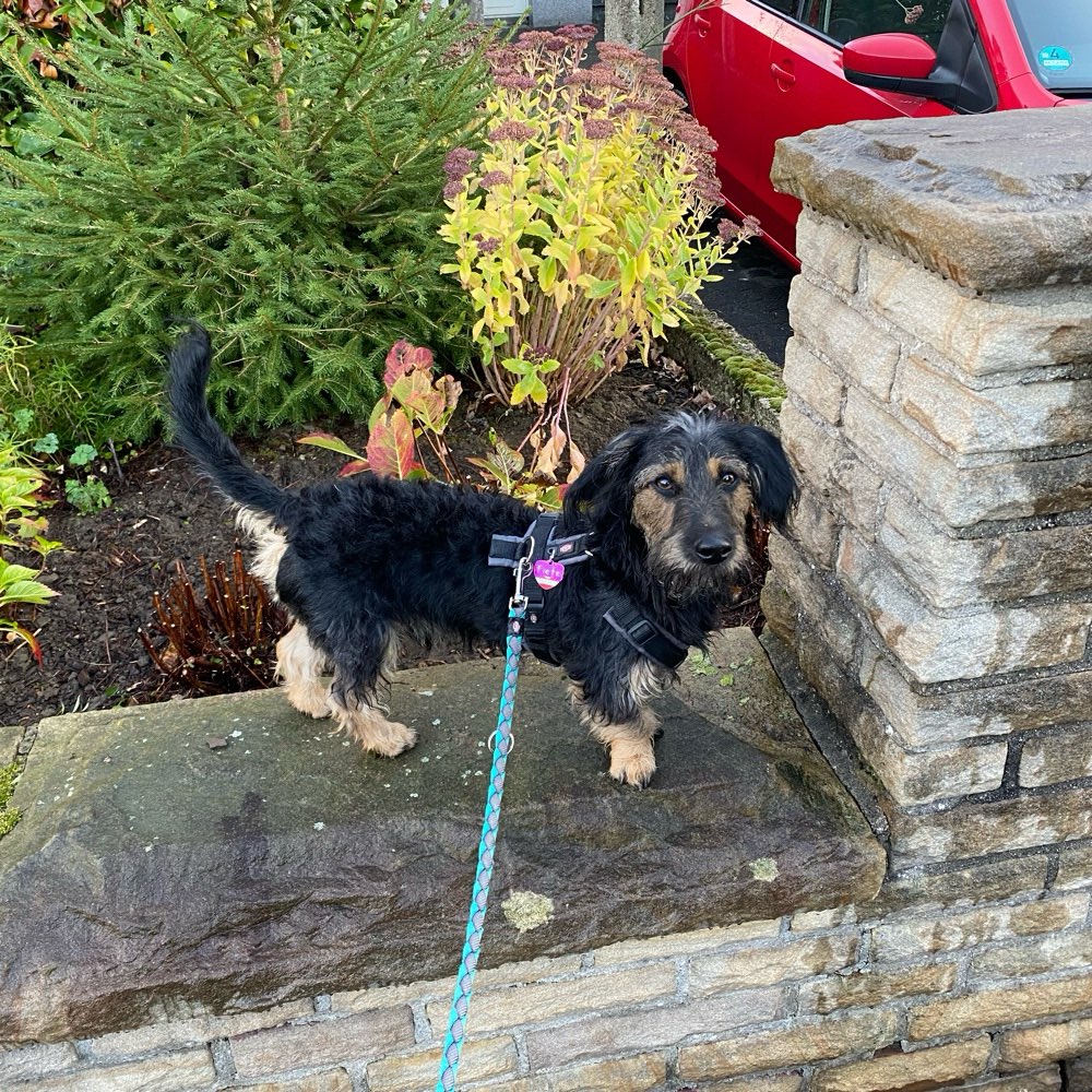 Hundetreffen-Hundefreunde gesucht…-Profilbild