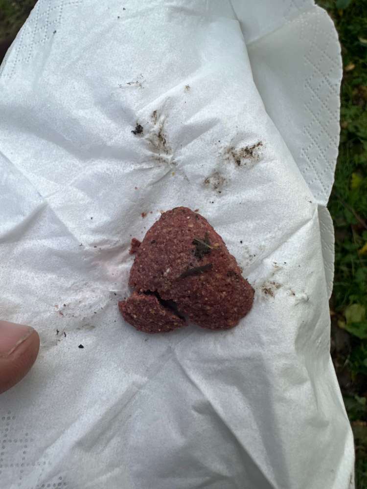 Giftköder-Evtl. Rattengiftköder-Profilbild