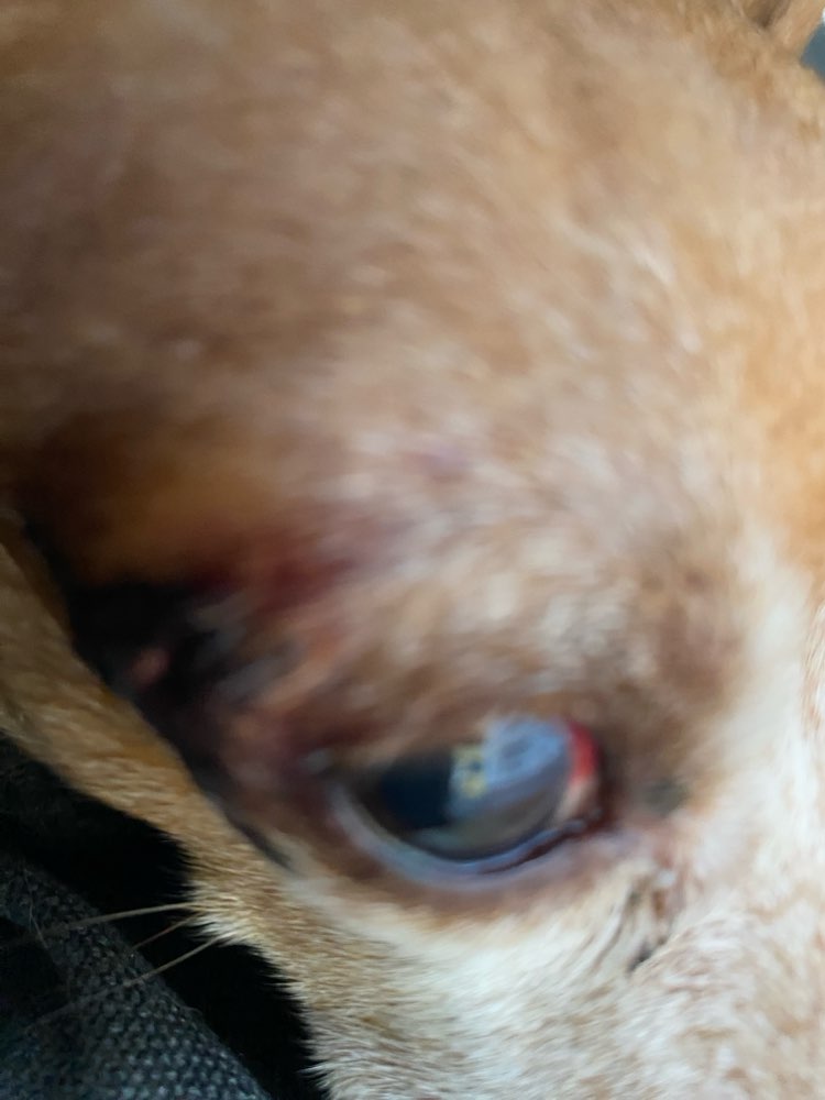 Giftköder-Fuchsangriff-Profilbild