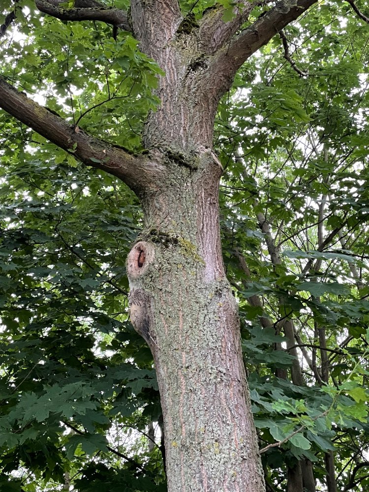 Giftköder-Eichenprozessionsspinner-Profilbild