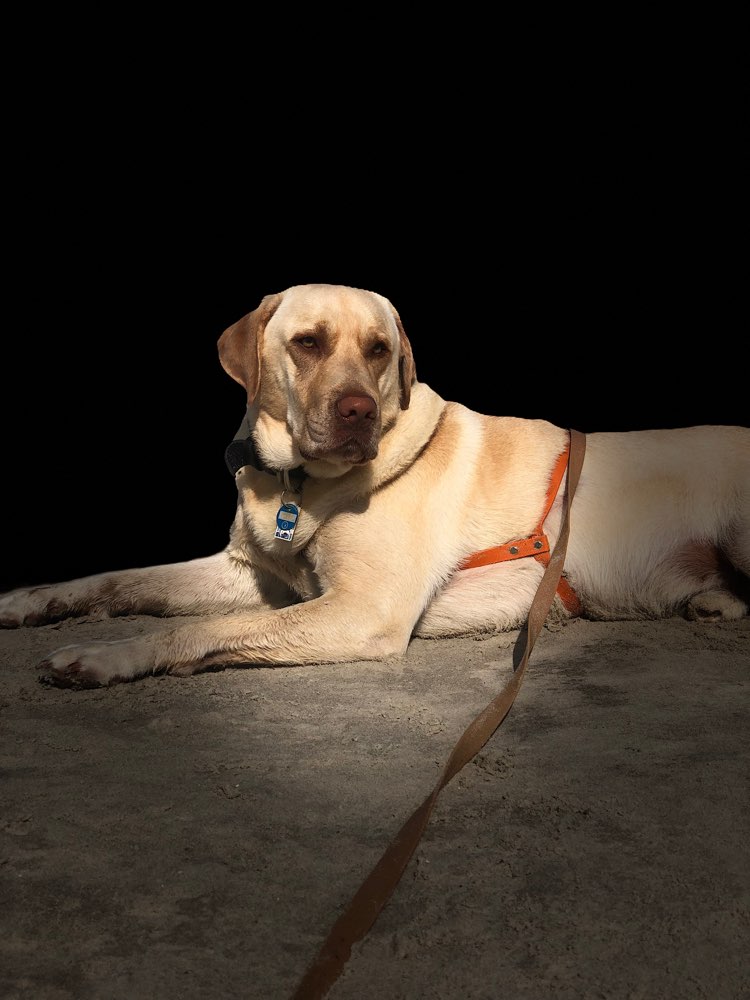 Hundetreffen-Spielen und spazieren gehen-Profilbild