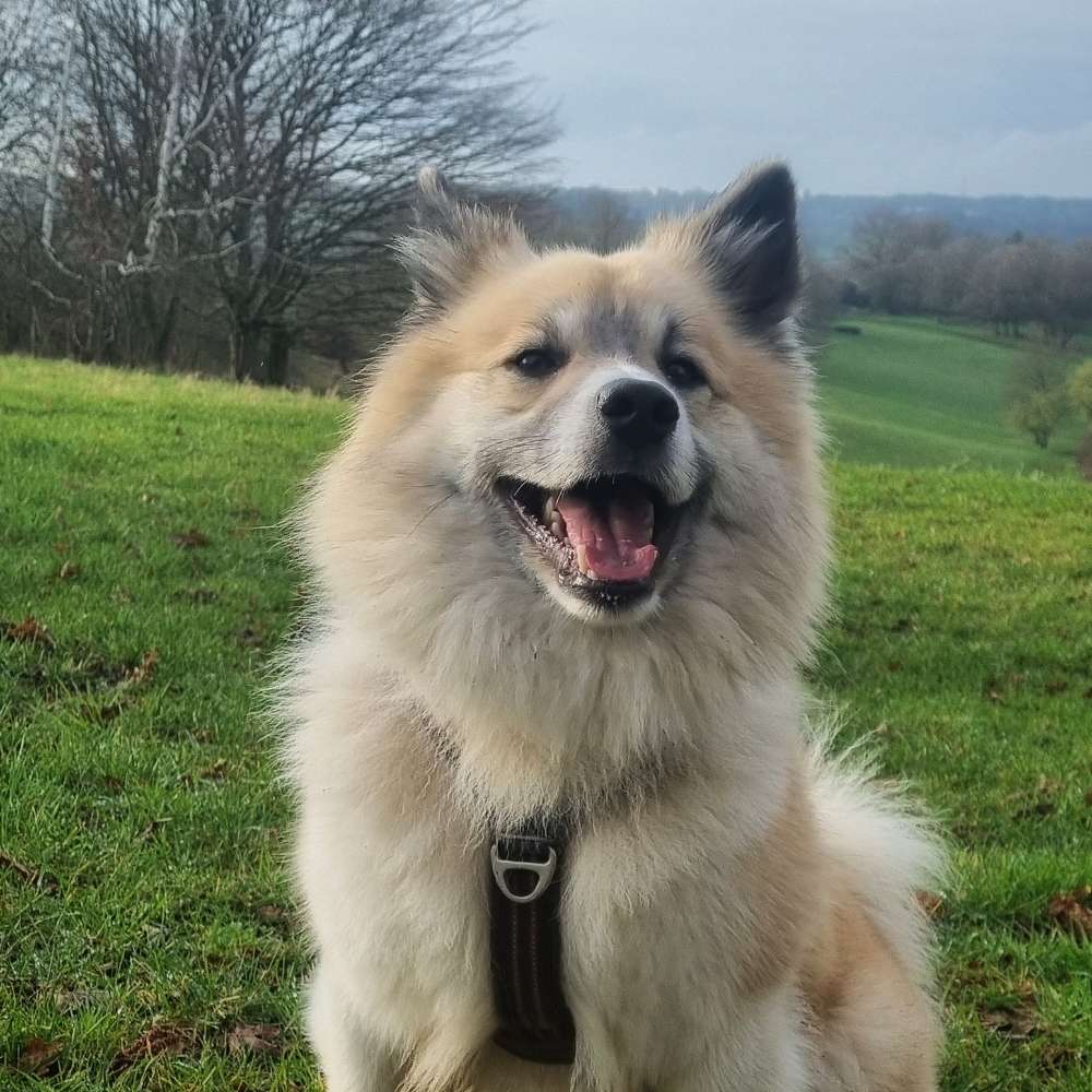 Hundetreffen-Hunderunde-Profilbild