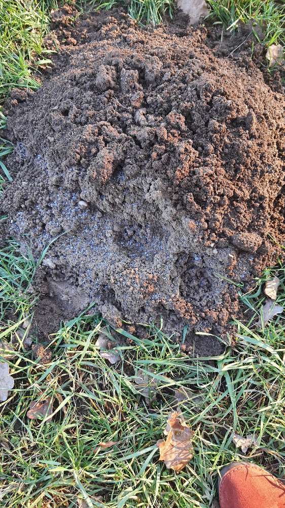 Giftköder-Blaue Körner auf Maulwurfshügeln-Profilbild