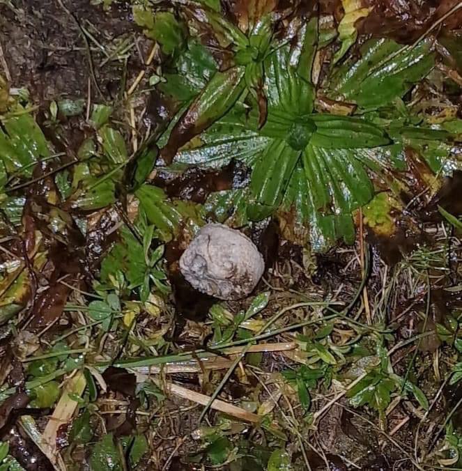 Giftköder-Giftköder im Garten gefunden-Profilbild