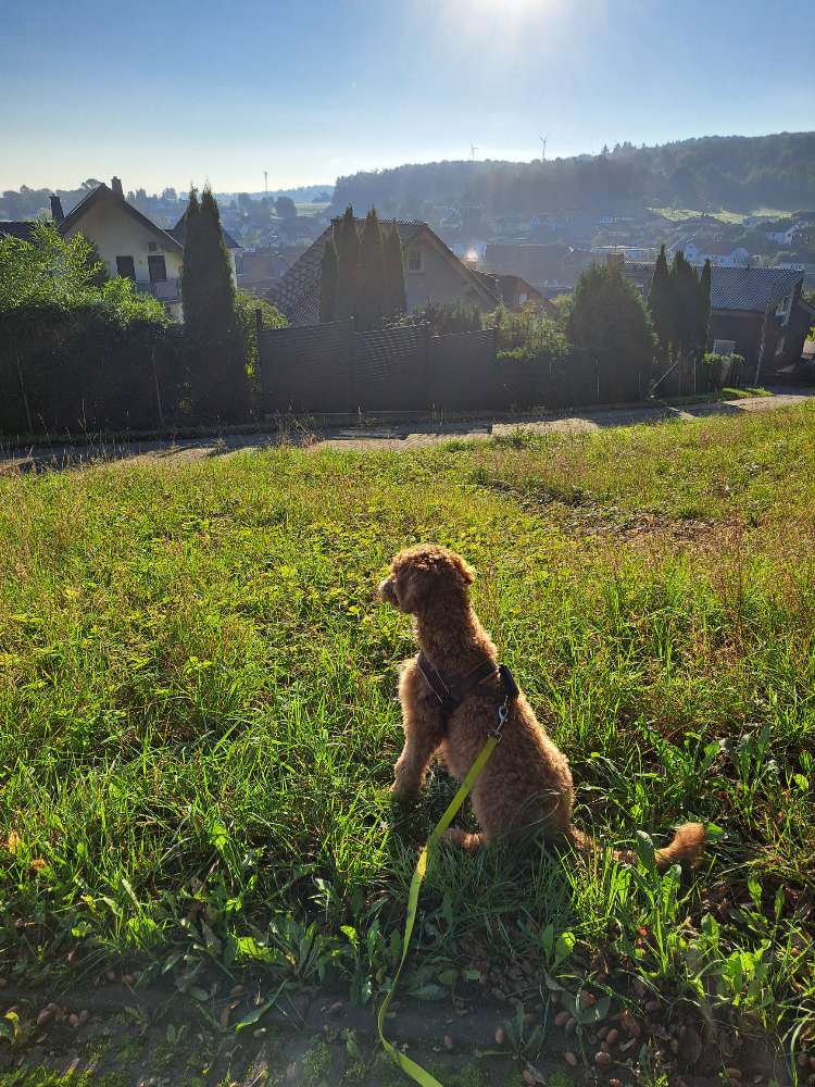Hundetreffen-Gassitreffen mit Training-Profilbild