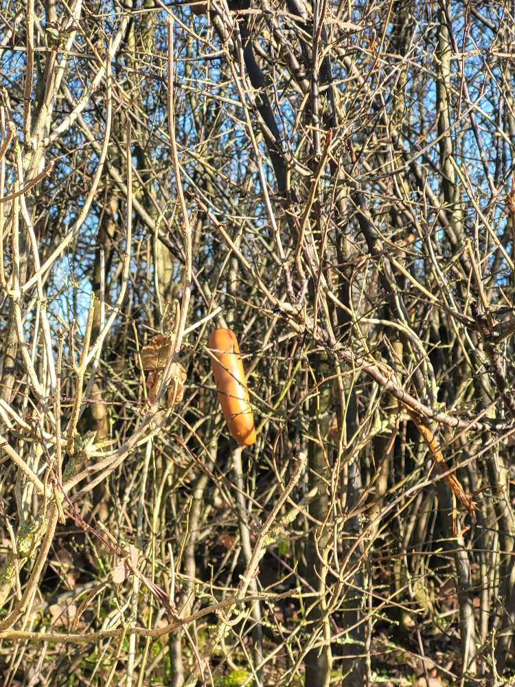 Giftköder-Mgl. Giftköder-Profilbild