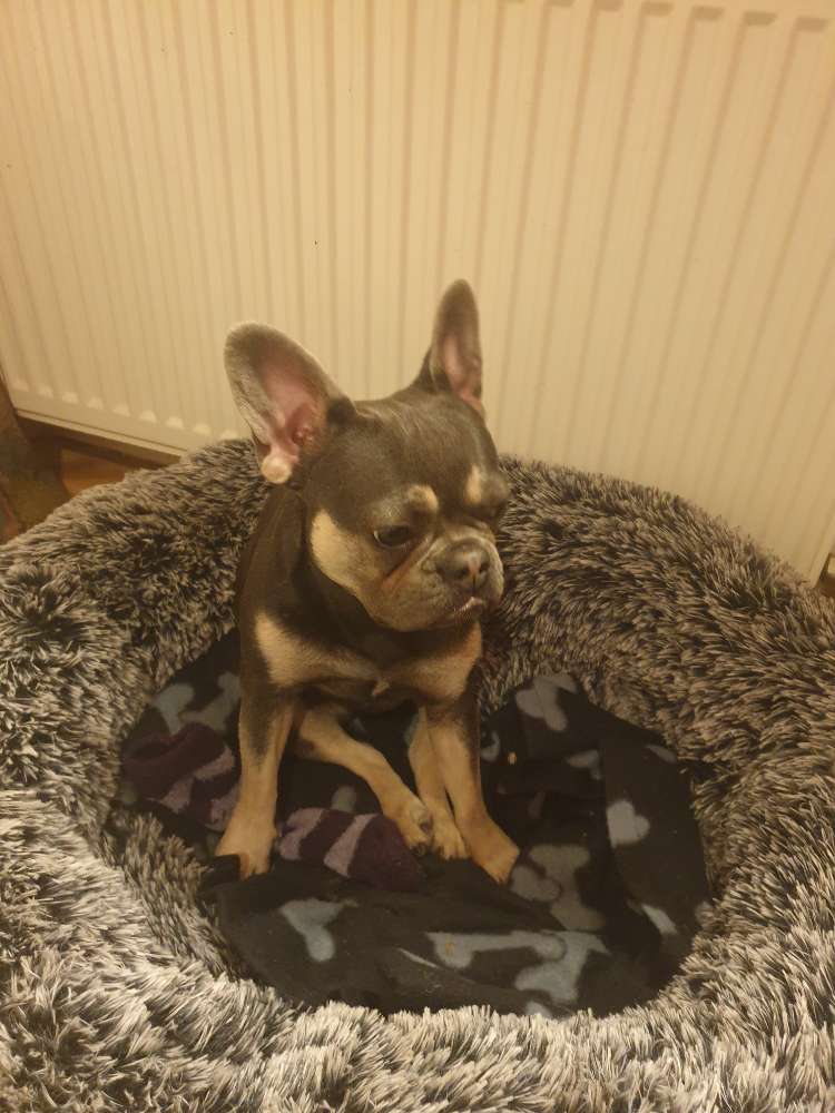 Hundetreffen-Spielfreunde gesucht!-Profilbild