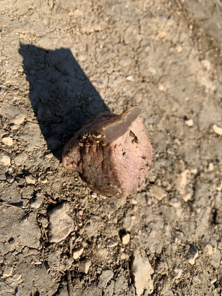 Giftköder-Fleischstücke im Feld gefunden-Profilbild