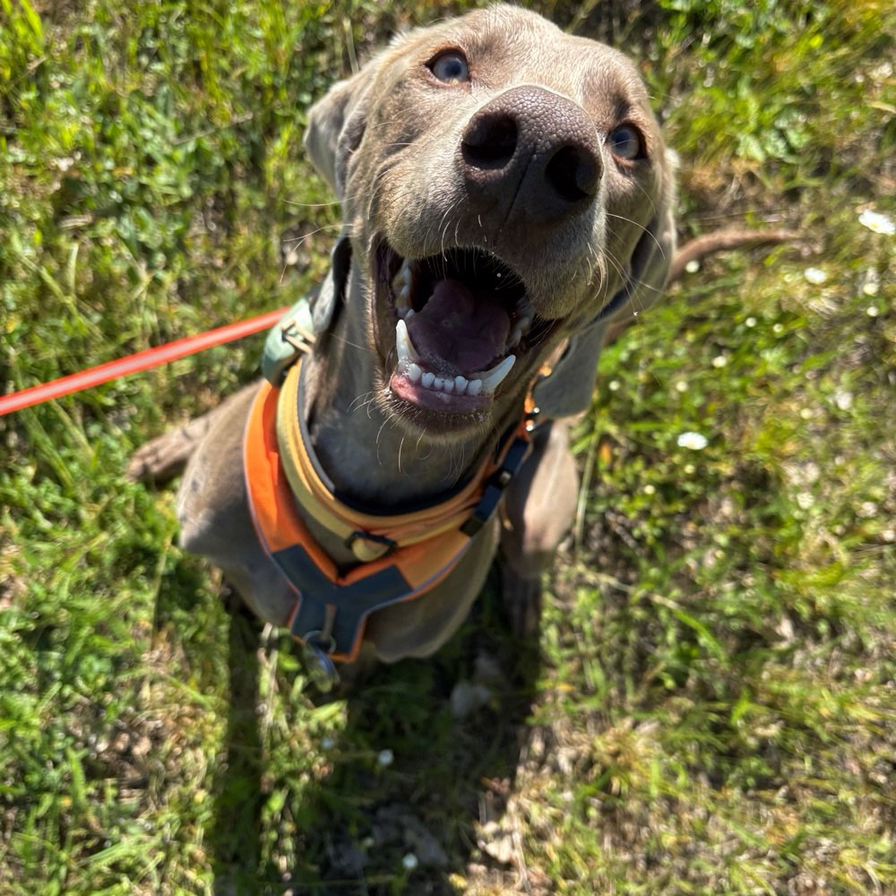 Hundetreffen-Social Walk / Training-Profilbild