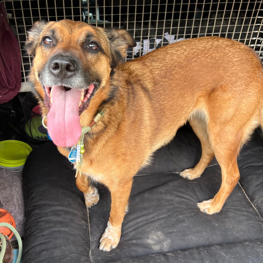 Hundetreffen-SpielpartnerIn für Maggy-Profilbild