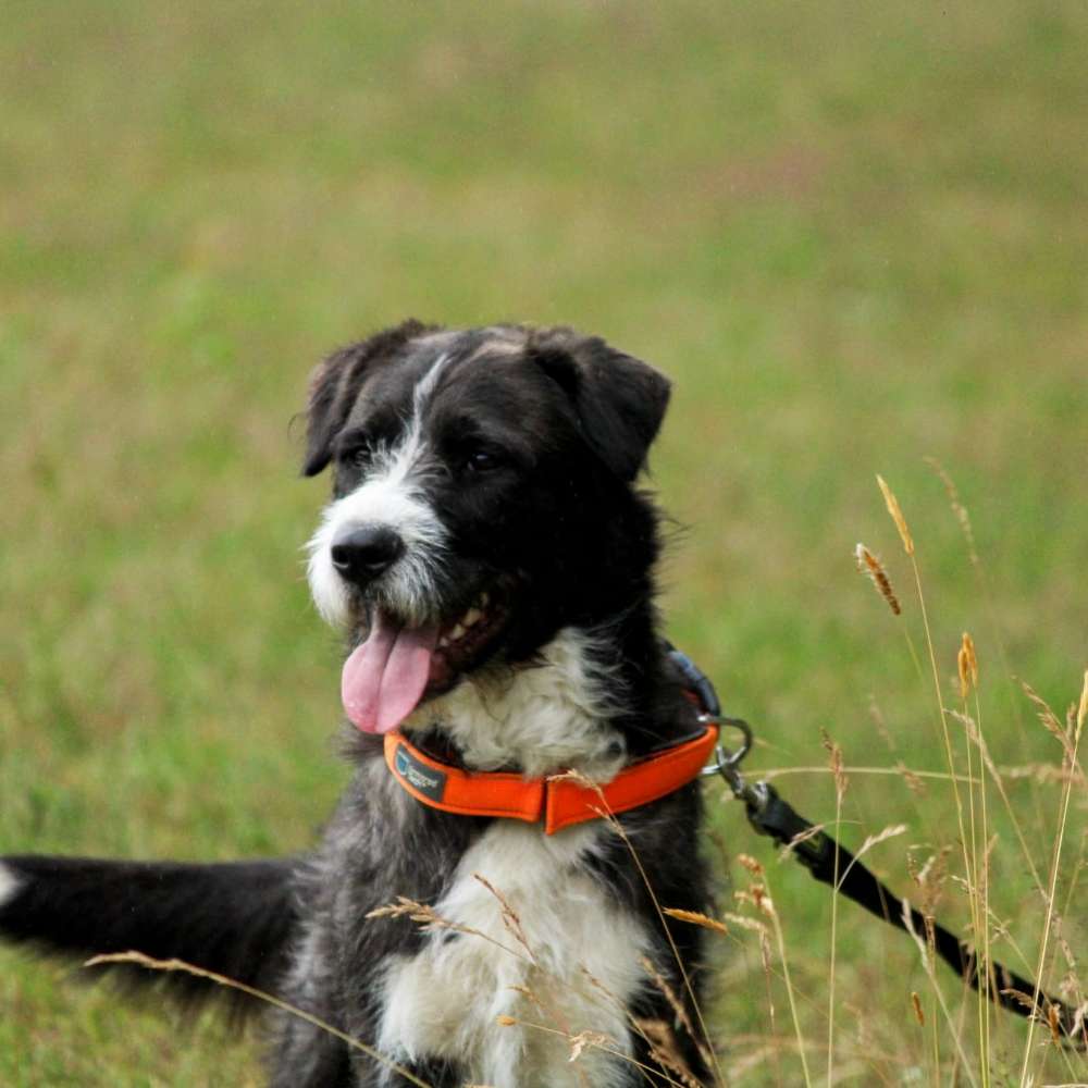 Hundetreffen-Runde laufen-Profilbild